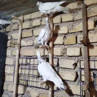 کفتر کفتر|پرنده|شیراز, حجت آباد|دیوار