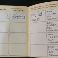 سگ پامر اشپیتز|سگ|جیرفت, |دیوار