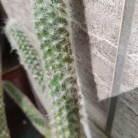 کاکتوس|گل و گیاه طبیعی|فسا, |دیوار