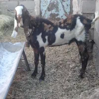 تکه پاکستانی