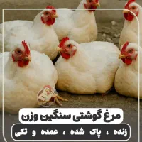 مرغ گوشتی زنده و پاک شده سنگین وزن تولید گیلان