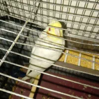 عروس هلندی|پرنده|بیرجند, |دیوار