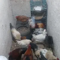 فروش مرغ و خروس