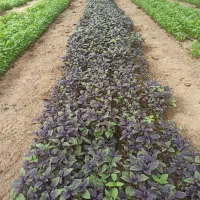 ریحان گلخانه ای|عمدهفروشی|تربتحیدریه, شهرک ولیعصر|دیوار