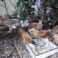 مرغ وخروس امپراطور