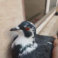کبوتر کفتر