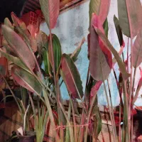 گل سینگنیوم سبز