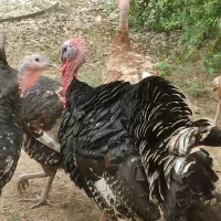 بوقلمون برنز و بوربون