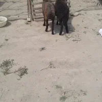 دوعدد بره افشاری ماده