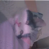 بچه گربه DSH