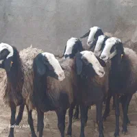 میش های اصیل شال|حیوانات مزرعه|شال, |دیوار