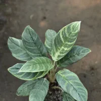 فروش گیاهان کلکسیونی و هیدروپونیک