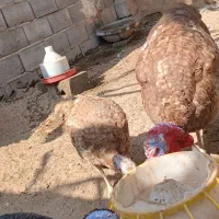 بوقلمون فروشی