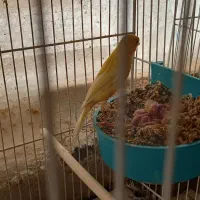 قناری جفت باجوجه|پرنده|مشهد, قائم|دیوار