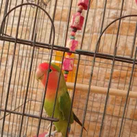 طوطی کوتوله سالم ودوست داشتنی