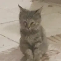 واگذاری بچه گربه