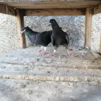 کبوتر دمگیر دوبحر واصفهانی 1/500|پرنده|خمینیشهر, |دیوار