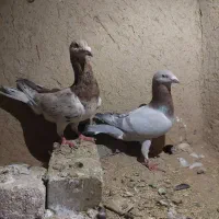 چند عدد کبوتر