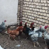 مرغ گلپایگانی تخمگذار|حیوانات مزرعه|حبیب آباد, |دیوار