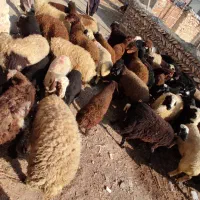 کاور 65 راس 5 راس ماده|حیوانات مزرعه|کرفتو, |دیوار