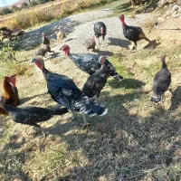 نیمچه بوقلمون یلدایی