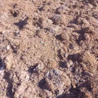 کود کمپوست قارچ|خدمات باغبانی و درختکاری|کلیائی, |دیوار