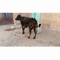 گاو گوساله|حیوانات مزرعه|قروه, |دیوار