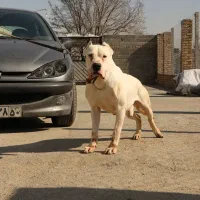 داگو گریت دین آکیتا آلابای کانگال دالمیشن کنکورسو