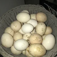 تخمه نطفه دار بومی گلین