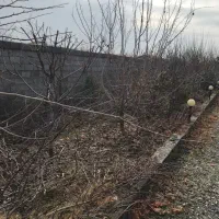 خدمات باغبانی و گیاه پزشکی