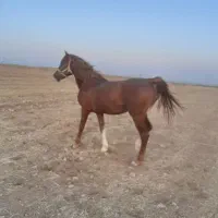 اسب نریان|حیوانات مزرعه|شیراز, قلات|دیوار