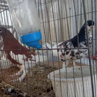 فروش کبوتر