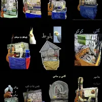 گالری عروس هلندی