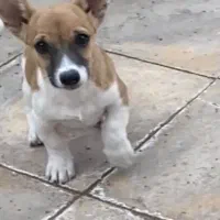 سگ شیواوا|سگ|نیشابور, امین اسلامی|دیوار