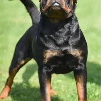 روتوایلر نگهبان اصیل