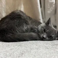 گربه بریتیش