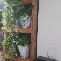 ۸ عدد گلدان پتوس مناسب دیوار کوب یا راه پله ای|گل و گیاه طبیعی|اسلام‌شهر, شهرک واوان|دیوار