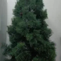 درخت کاج دو متری
