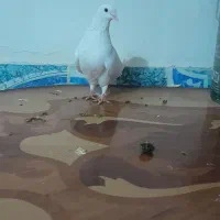 کبوتر سفید مهر ساعت بالا گرفتنی انگشت زده