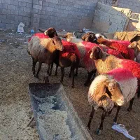 میش|حیوانات مزرعه|تربت جام, جلگه موسی آباد|دیوار