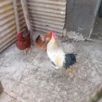 مرغ و خروس|حیوانات مزرعه|بهارستان, |دیوار