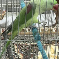 شاه طوطی ماده