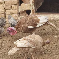 یک جفت بوقلمون بوربون