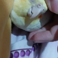 طوطی ، طوطی عروس ، عروس هلندی ،پرنده