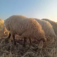 شیشک زاییده وآبستن