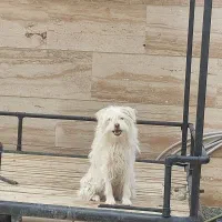 سگ پا کوتاه