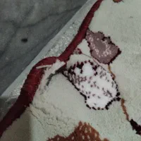 یک عدد فرش 12 متری|فرش|قم, چهل درخت‎|دیوار
