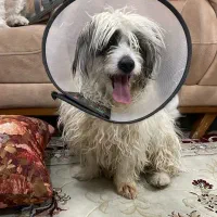 یک سگ پیدا شده