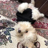 فروشی سگ|سگ|محمدیه-قزوین, |دیوار