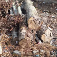 تنه درخت گردو فروشی..کامل خشک و بدون خرابی|عمدهفروشی|قره چای, |دیوار